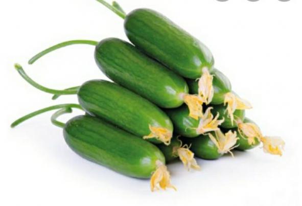 Is it OK to eat cucumber everyday?