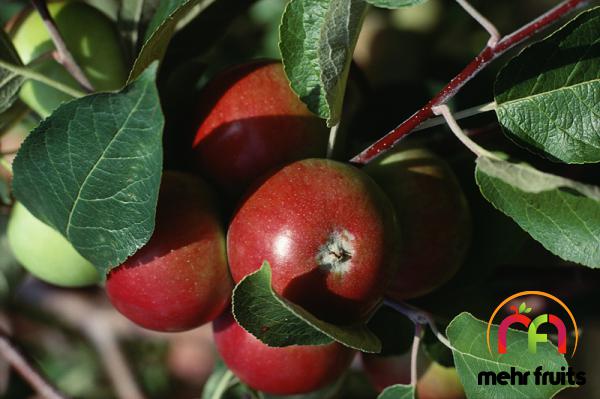 Price changes of Superb apple fruit