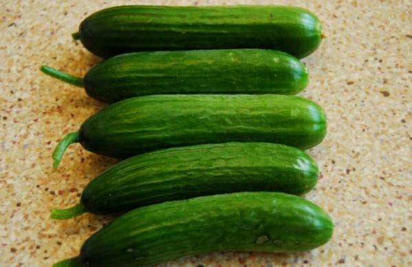 Supplying Superb cucumber in bulk