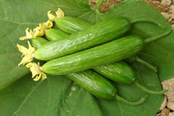 Superb cucumber Suppliers in 2021