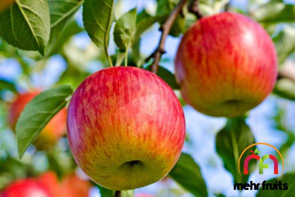 Affordable prices of Superior apple fruit