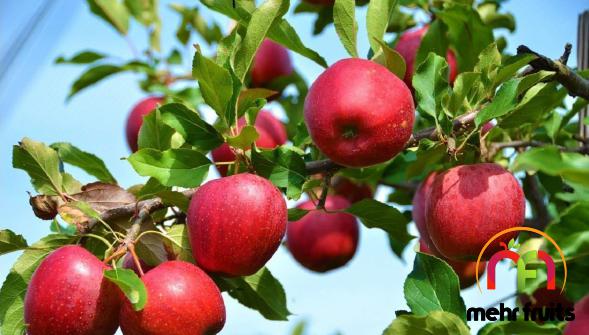 Superior apple fruit for Sale