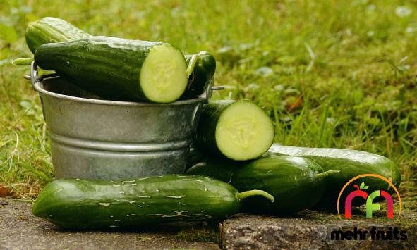 Distributing First rate cucumber in bulk