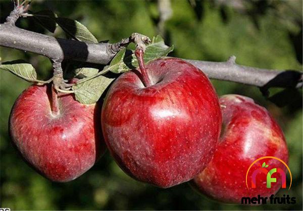 Bulk selling of apple fruit in 2021