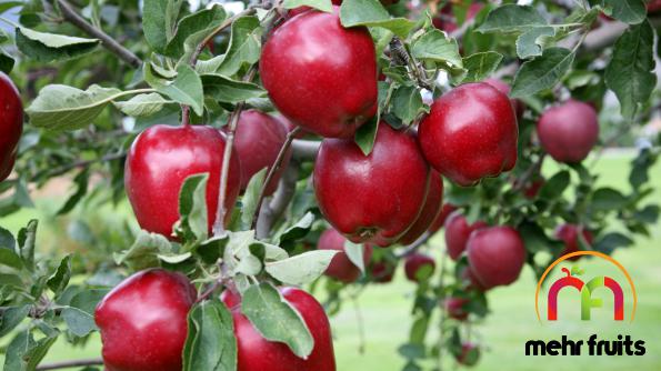 Apple fruit bulk price in 2021