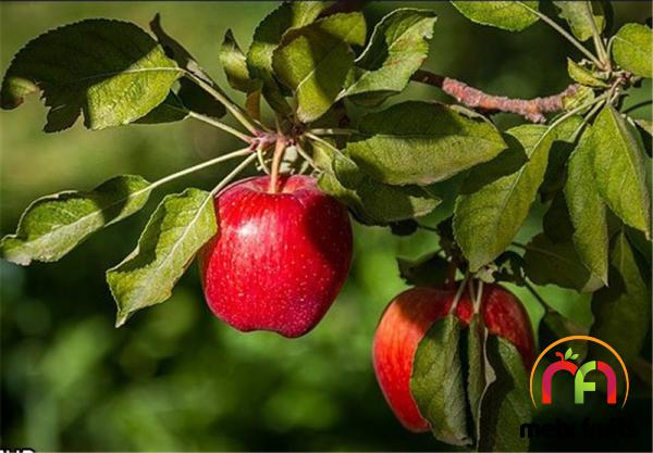 Is Apple the healthiest fruit?