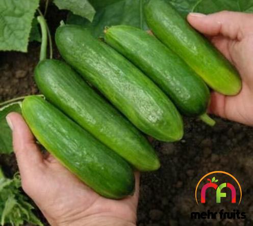 Purchase Premium cucumber in bulk