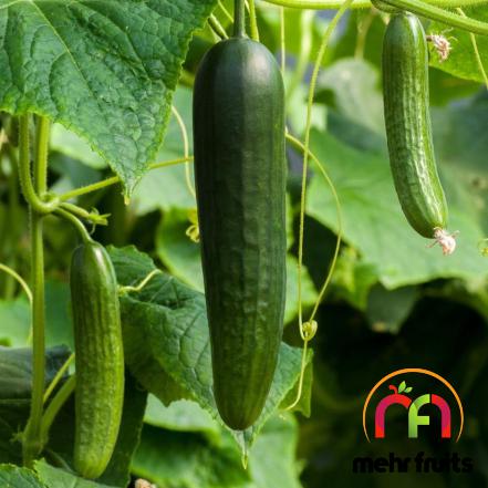 Global demand for Top notch cucumber