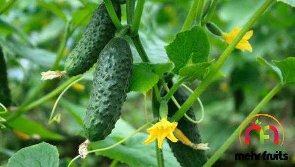 High quality cucumber sale price in 2021