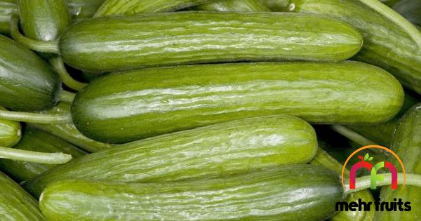 Superior cucumber Wholesale production