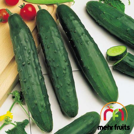 Bulk production of Superior cucumber in 2021