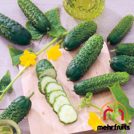 Exporting high quality cucumber in bulk