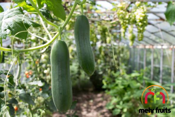 Cucumber business growth in 2021