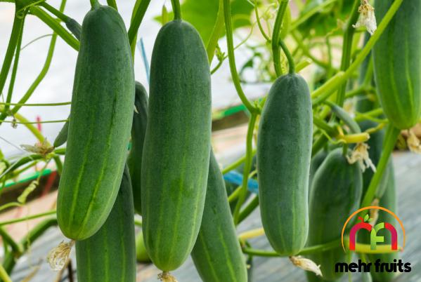 Cucumber profit growth in 2021