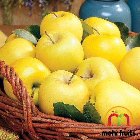 the Best Golden Apple for Export