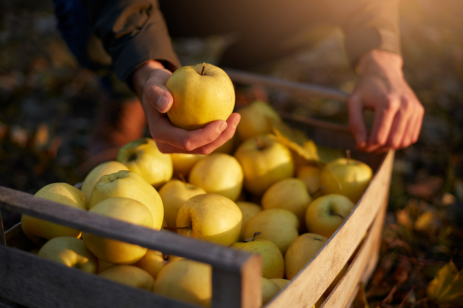 Golden delicious apple tree harvest time