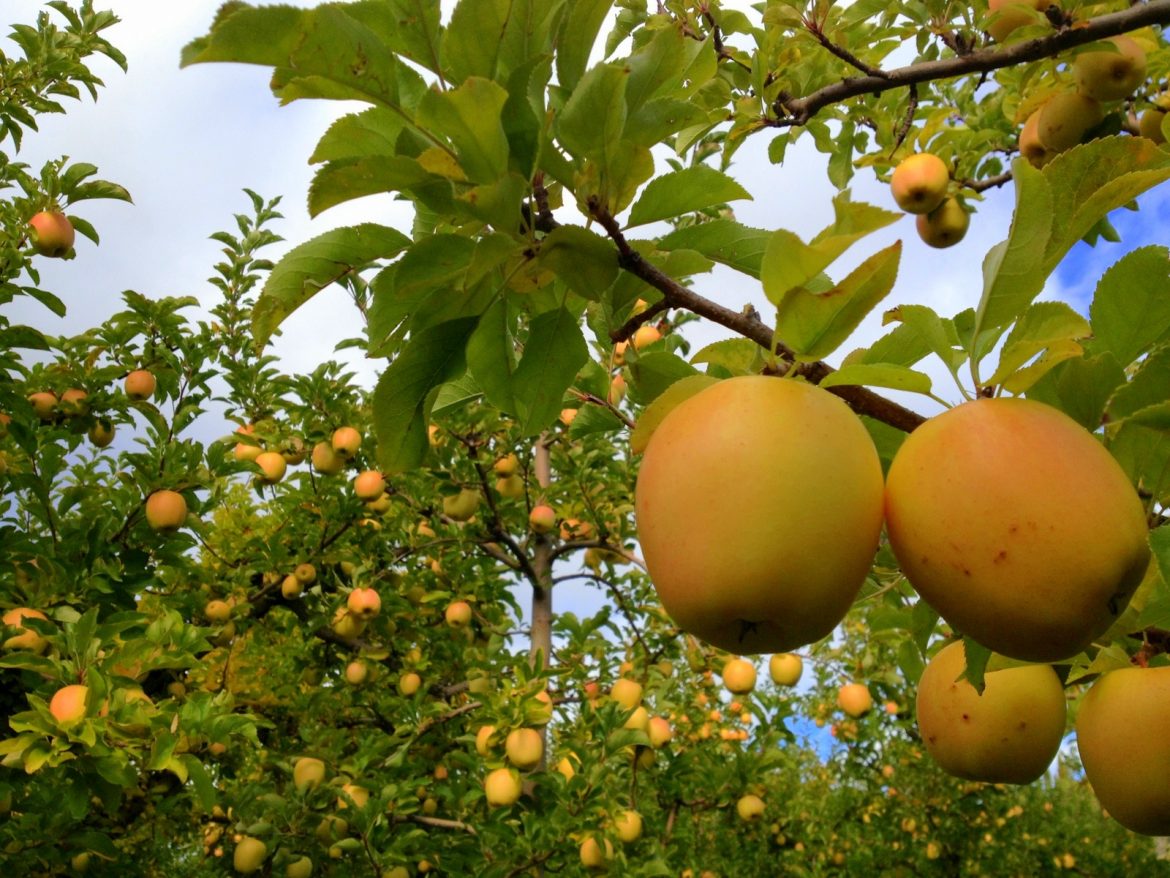 Golden delicious apple trees for sale near me