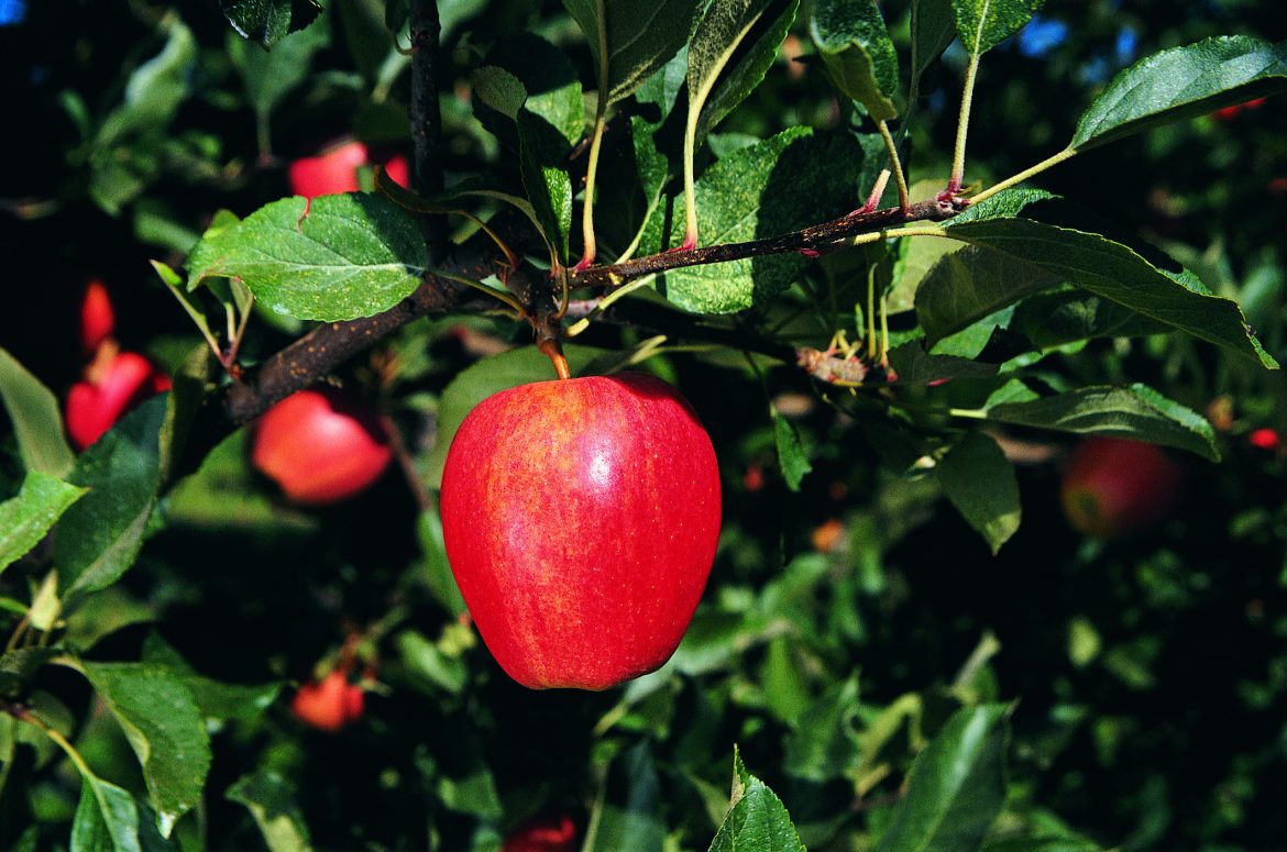 Where do red gala apples grow