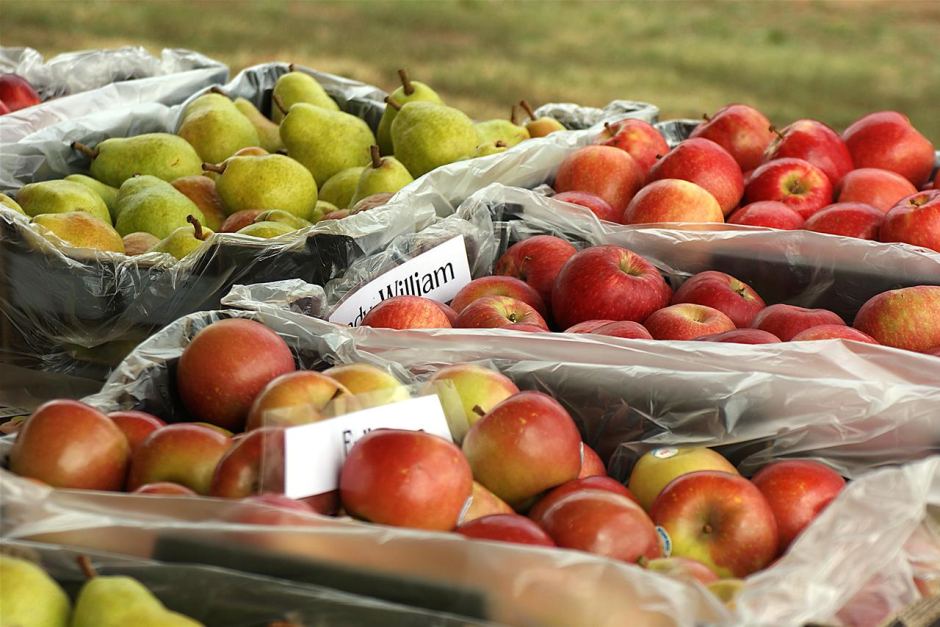 Apple Fruit Varieties to Export in Bulk