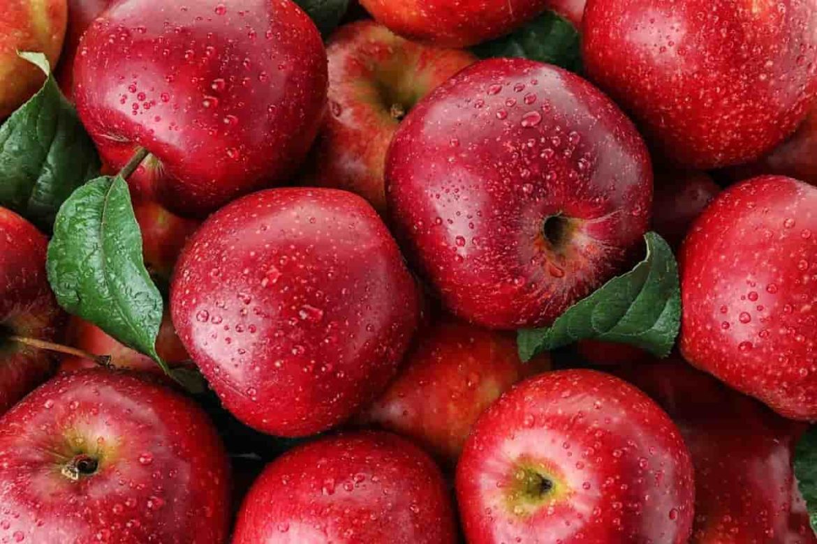 Bulk Red Apple Fruits for Export