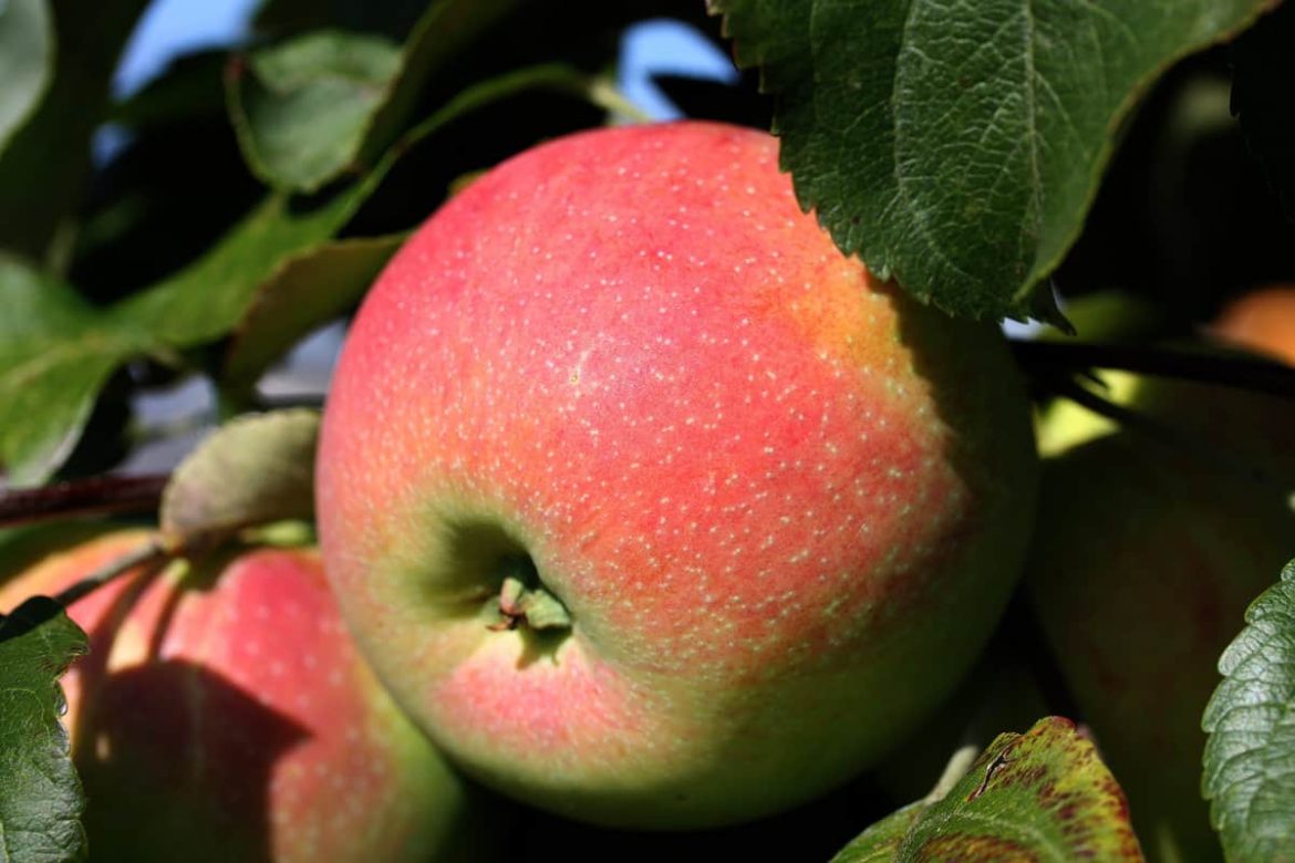 The Best Price for Buying Rubinette Famous Apple