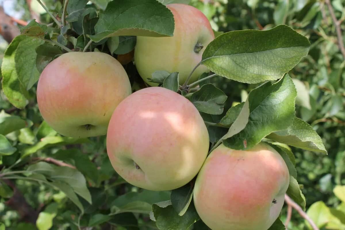  The Best Price for Buying Rubinette Famous Apple 