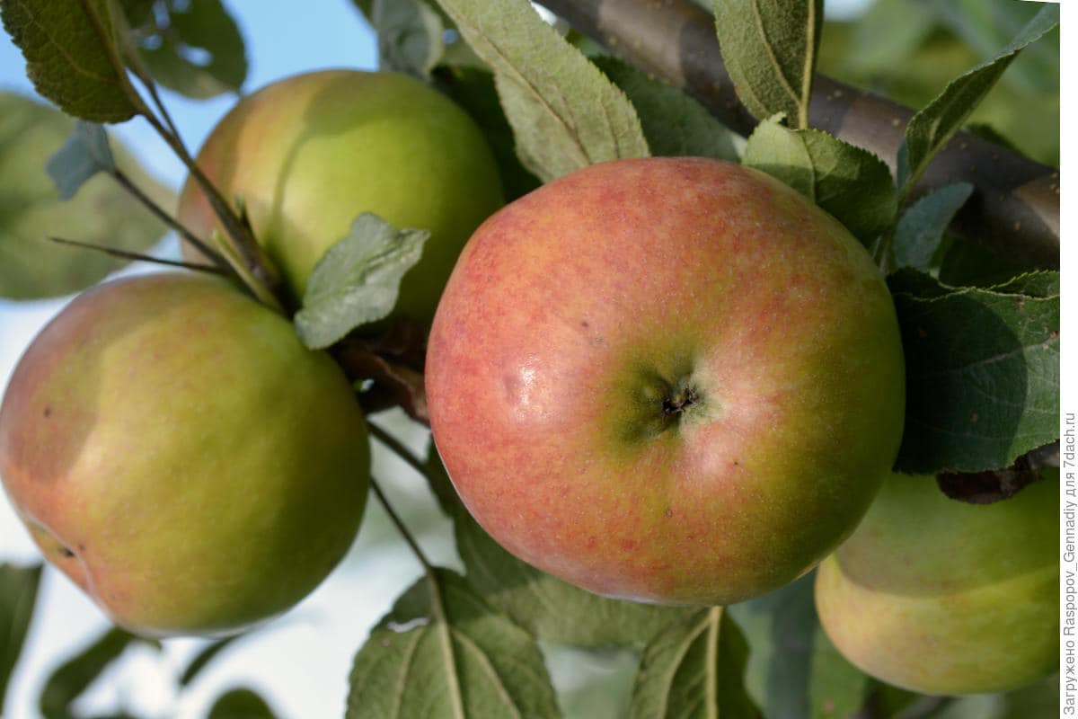  The Best Price for Buying Rubinette Famous Apple 