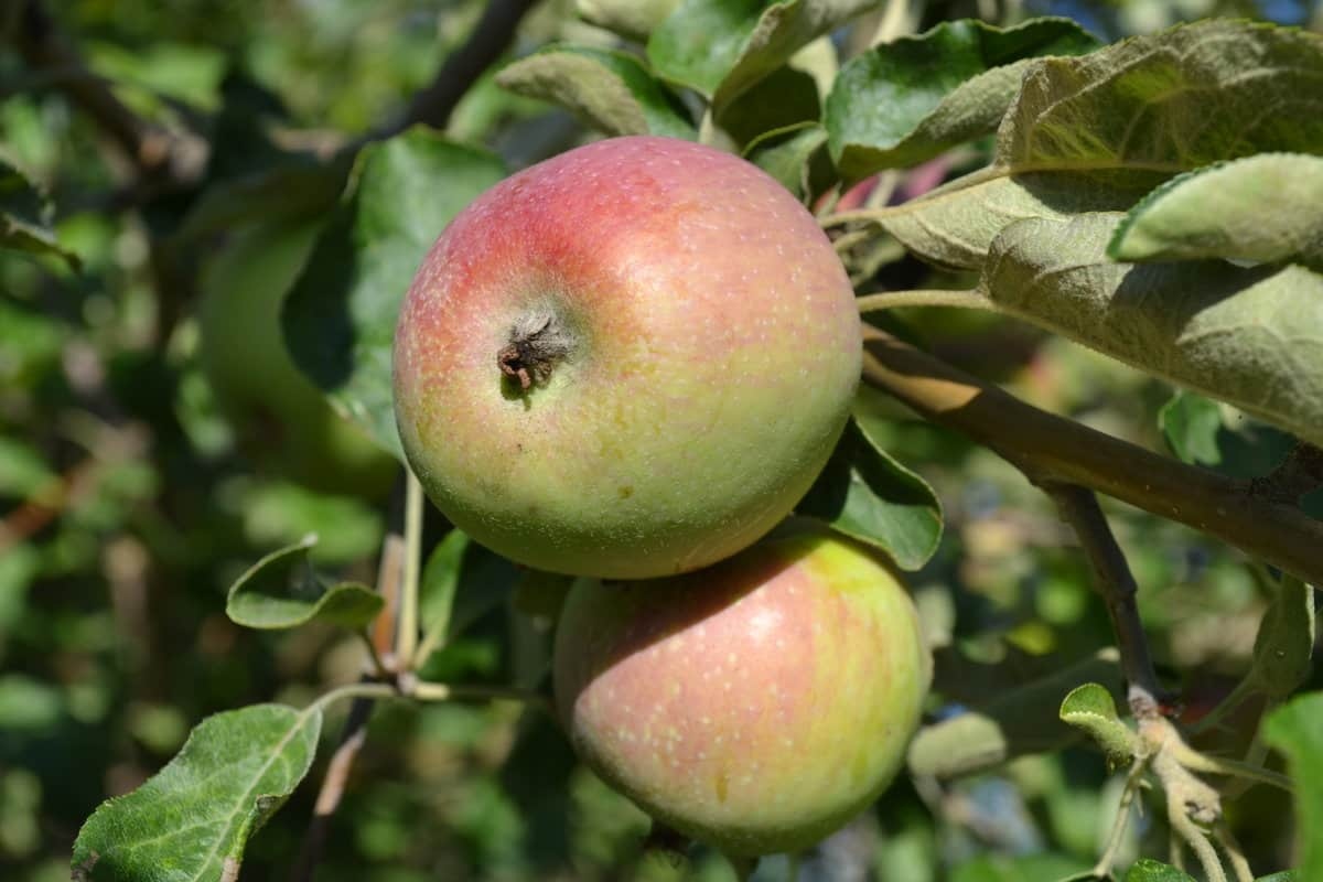  The Best Price for Buying Rubinette Famous Apple 