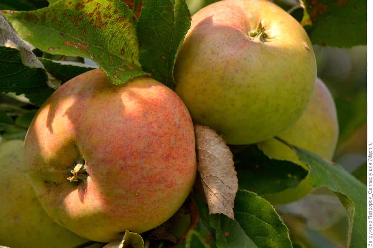  The Best Price for Buying Rubinette Famous Apple 