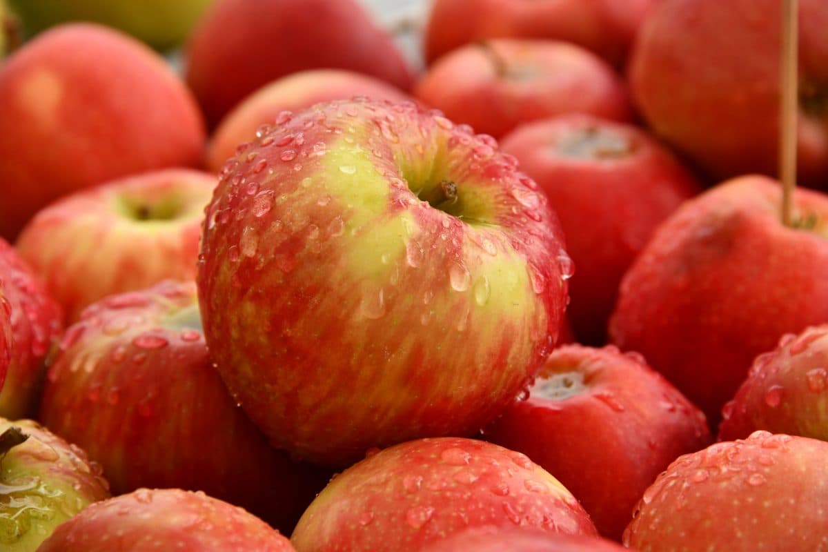  Organic Red Apples Price List in 2023 