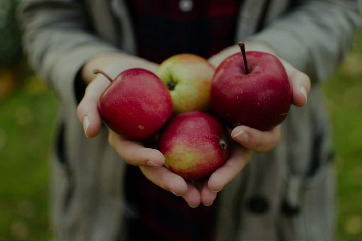  Organic Red Apples Price List in 2023 