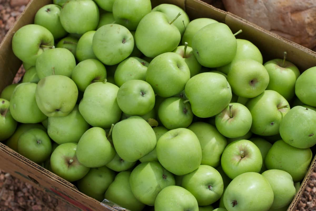  Buy Organic Baldwin Apple Fruit + Great Price 