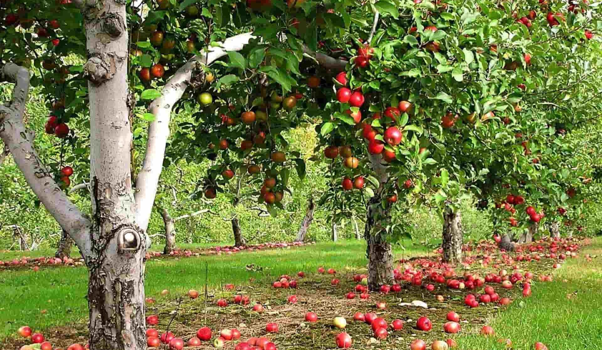  Buy Rome Apple | Selling All Types of Rome Apple At a Reasonable Price 