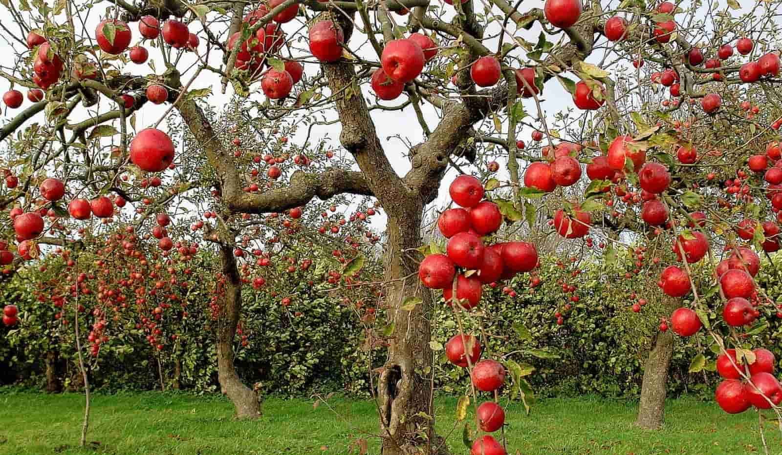  Buy Rome Apple | Selling All Types of Rome Apple At a Reasonable Price 