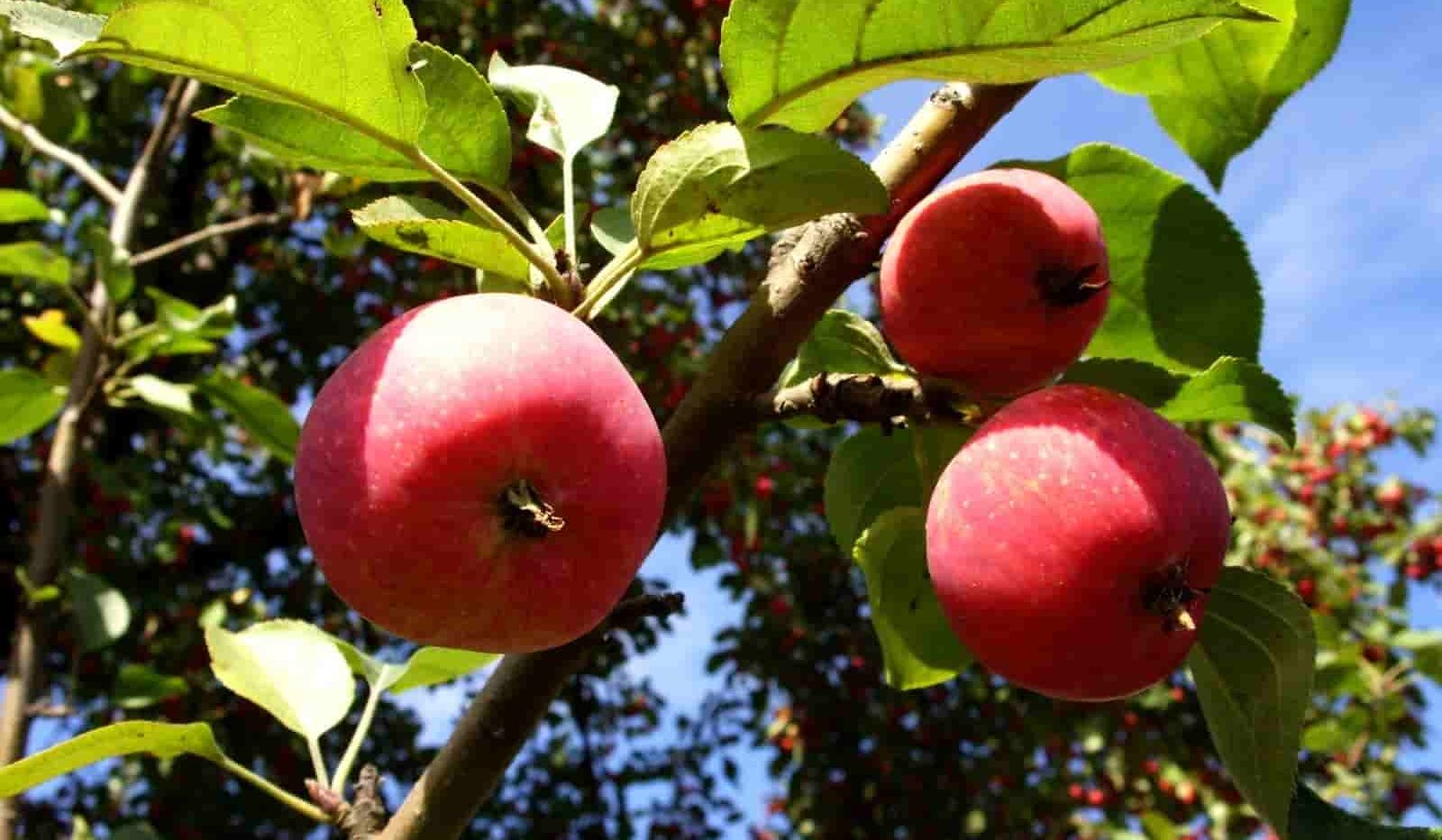  Buy Rome Apple | Selling All Types of Rome Apple At a Reasonable Price 