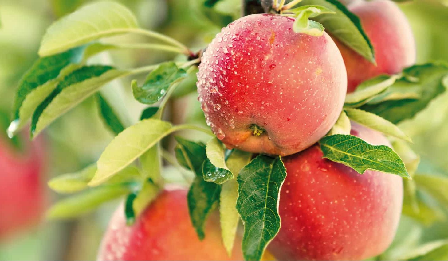  Buy Rome Apple | Selling All Types of Rome Apple At a Reasonable Price 