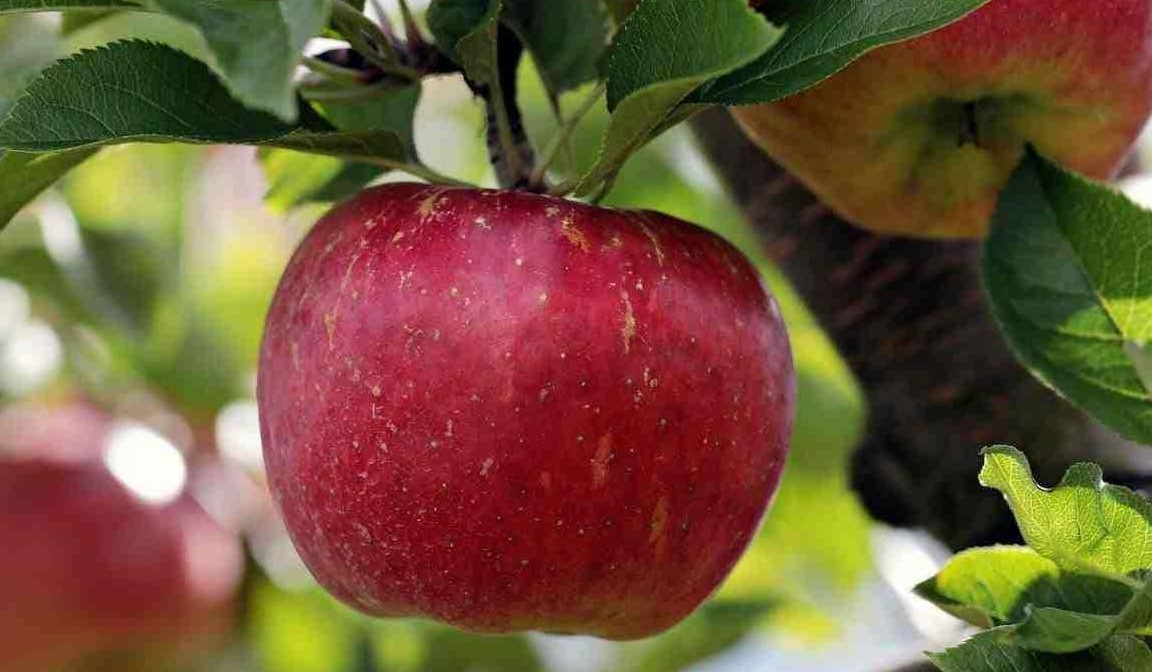 Getting to know ambrosia apple + the exceptional price of buying ambrosia apple