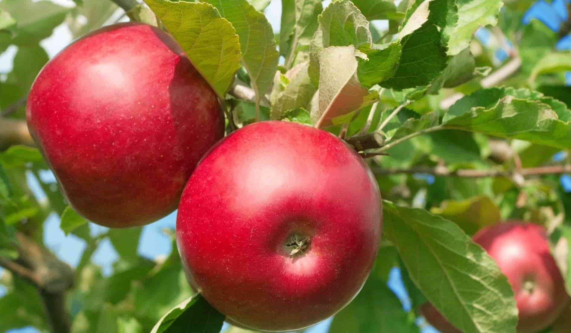  Getting to know ambrosia apple + the exceptional price of buying ambrosia apple 