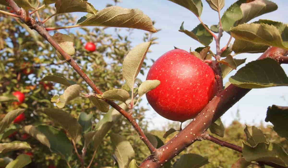  Getting to know ambrosia apple + the exceptional price of buying ambrosia apple 