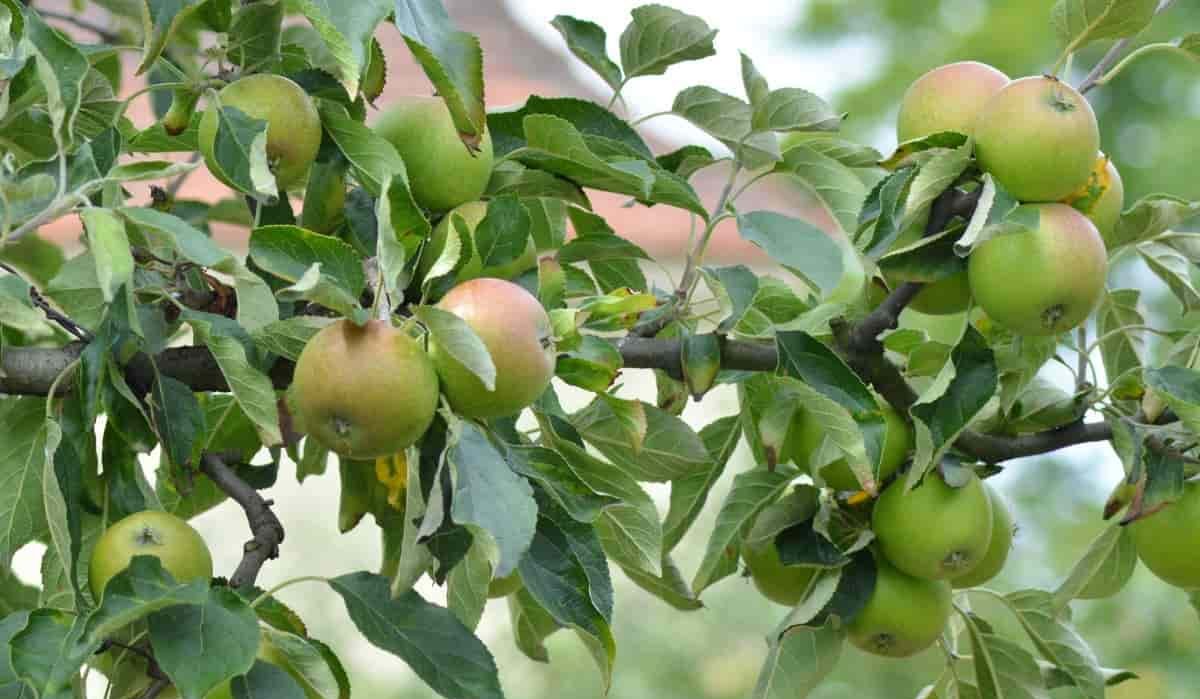  Getting to know ambrosia apple + the exceptional price of buying ambrosia apple 