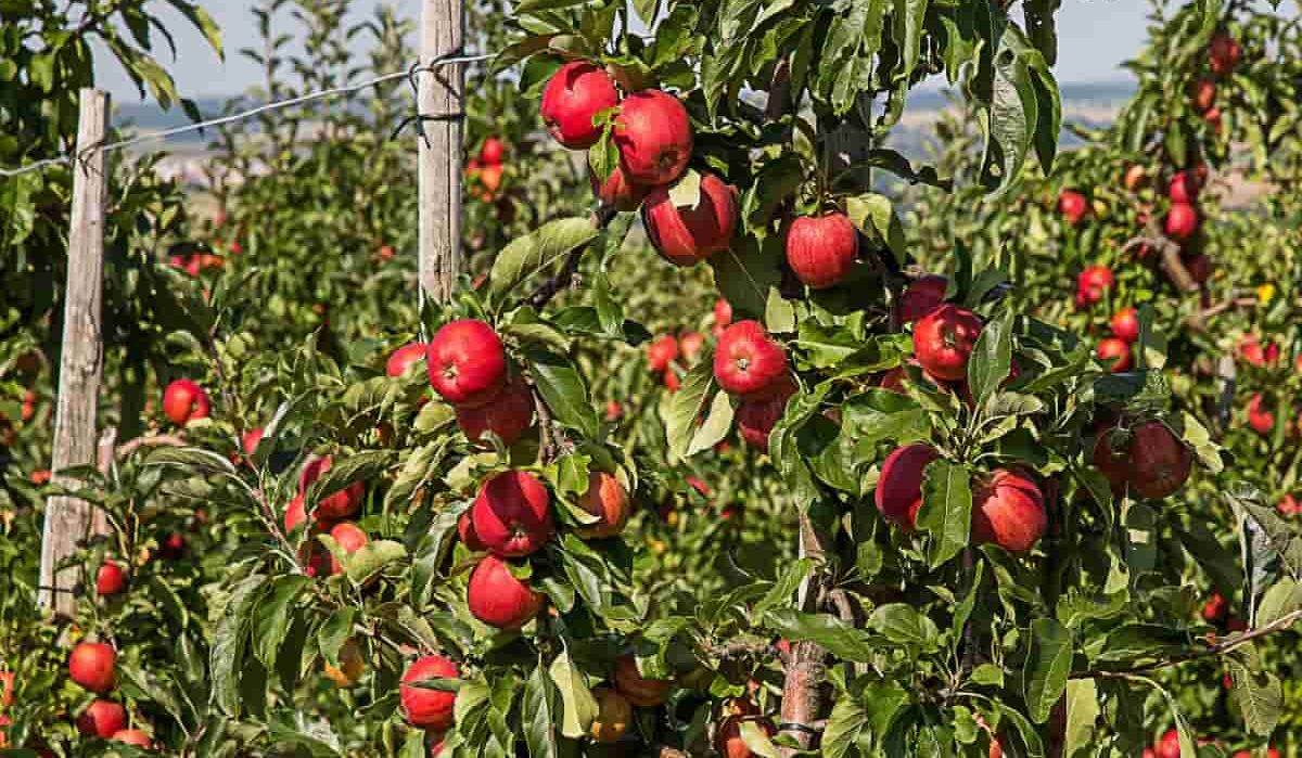  Getting to know ambrosia apple + the exceptional price of buying ambrosia apple 