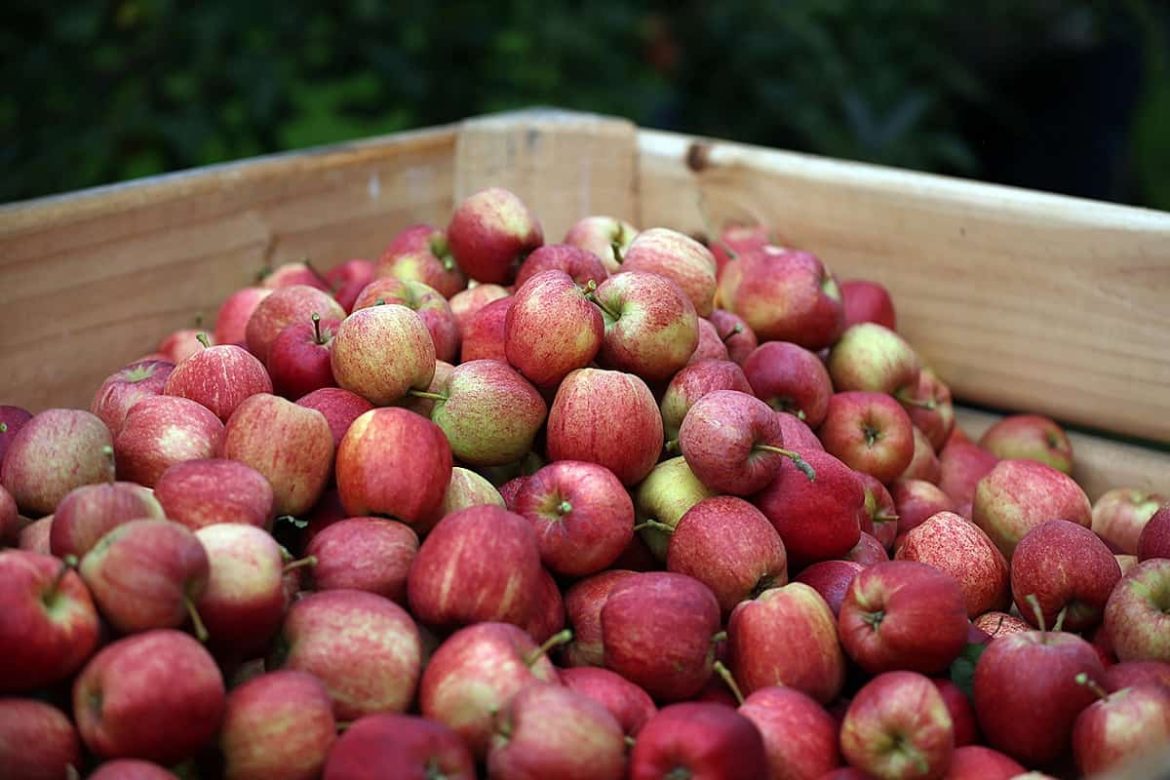 The Best Price for Buying Cobbler Gala Apple