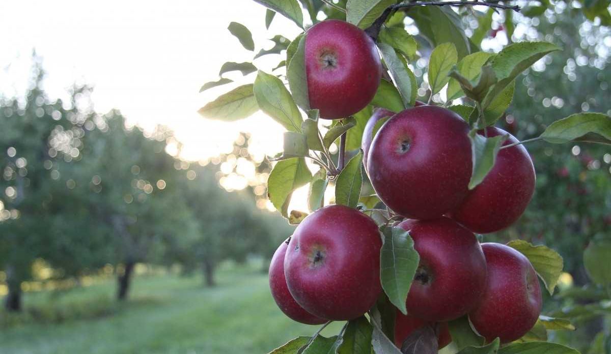  Best fuji apple Purchase Price + Photo 