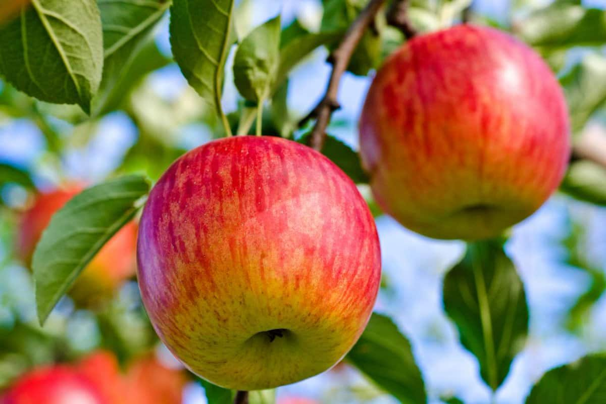  seedless fuji apple fruit price 