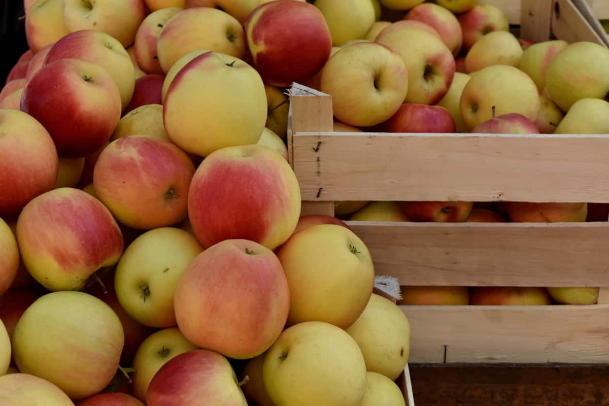  seedless fuji apple fruit price 