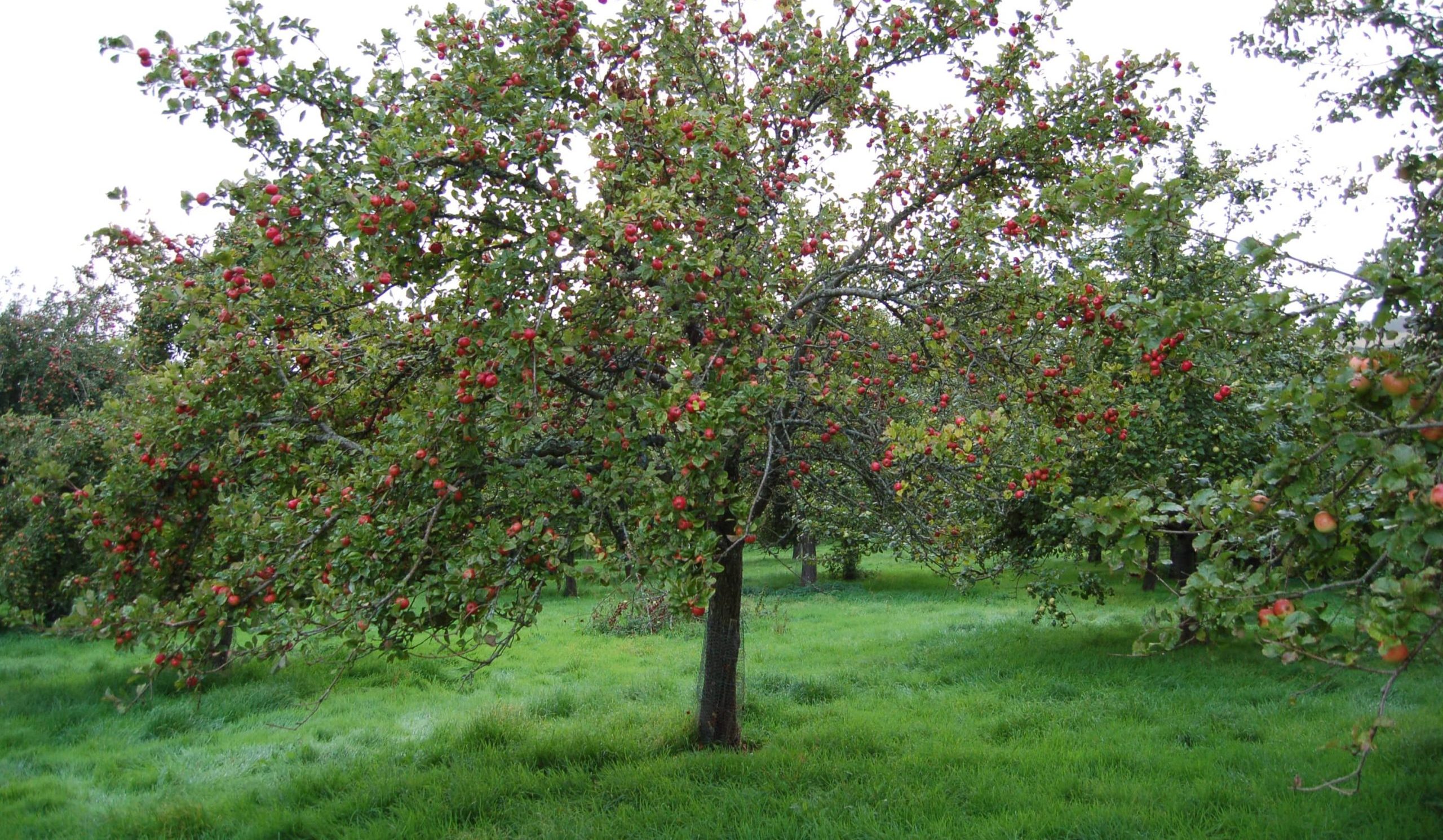  Best summered apples Purchase Price + Photo 