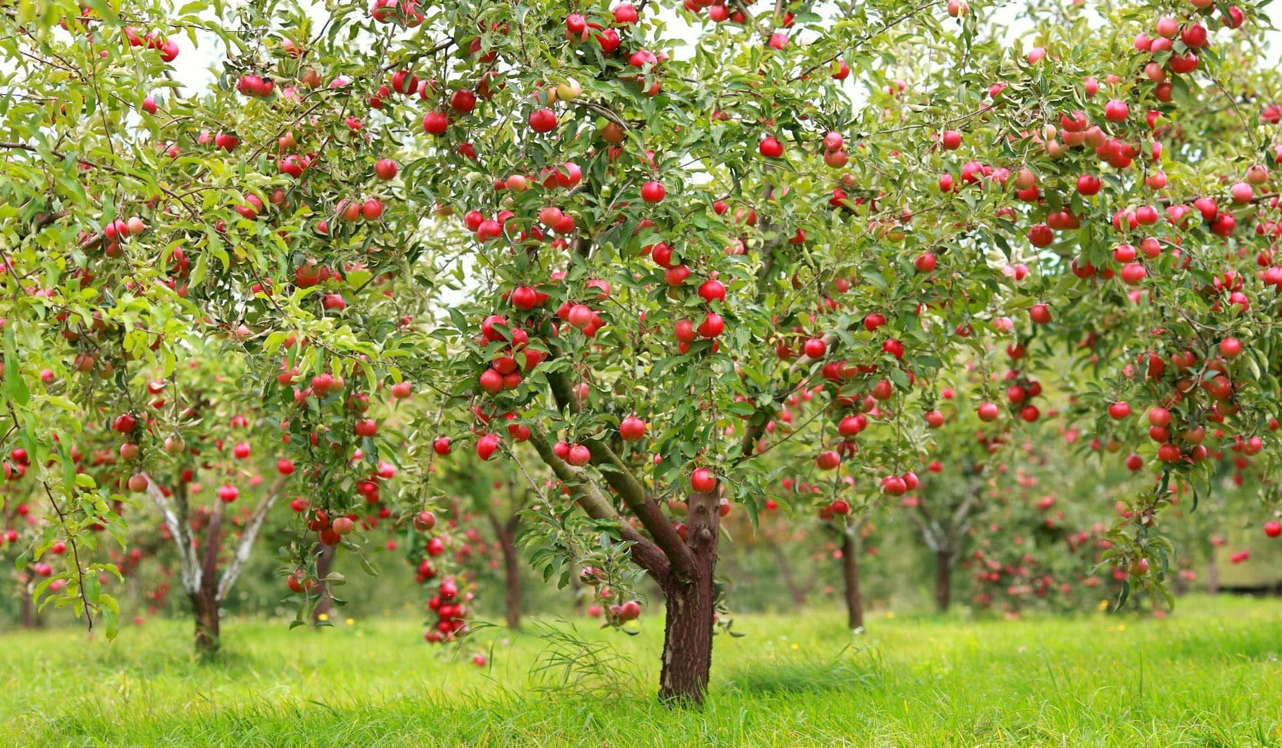  Best summered apples Purchase Price + Photo 