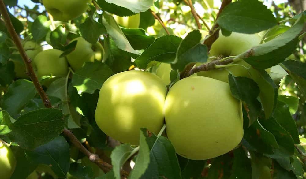  Opal apple fruit 2023 Price List 