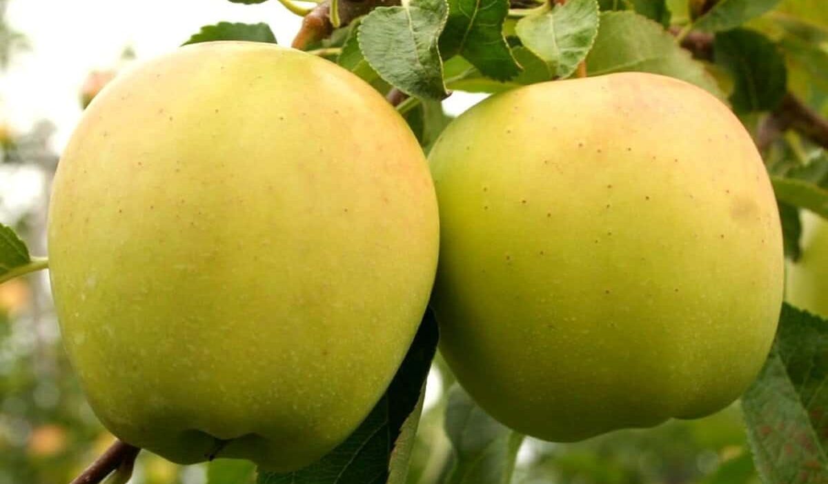  Opal apple fruit 2023 Price List 