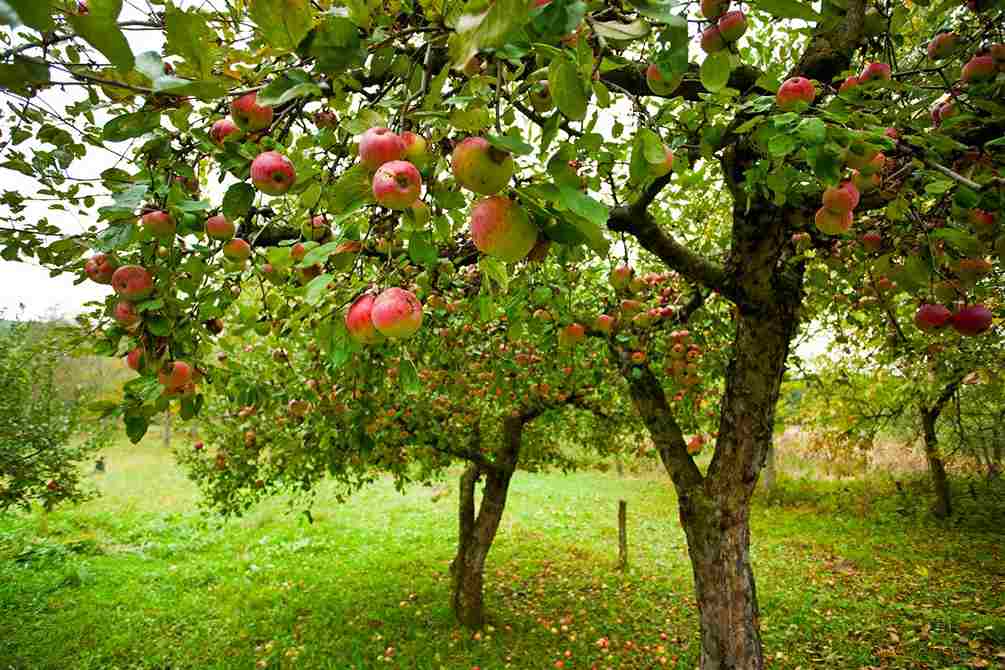  Purchase and price of Ribston pippin apple types 